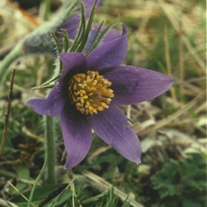  - Anemone pulsatilla L. [1753]