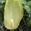  Liliane Roubaudi - Arum italicum Mill.