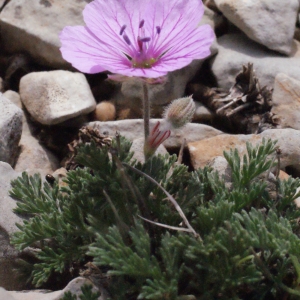 Photographie n°295119 du taxon Erodium foetidum (L.) L'Hér. [1802]