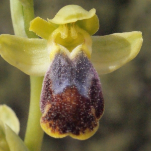 Ophrys fusca Link (Ophrys brun)