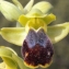  Liliane Roubaudi - Ophrys fusca Link [1800]