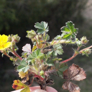 Photographie n°295131 du taxon Potentilla neumanniana Rchb. [1832]