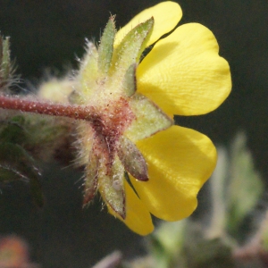 Photographie n°295136 du taxon Potentilla neumanniana Rchb. [1832]