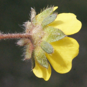 Photographie n°295137 du taxon Potentilla neumanniana Rchb. [1832]