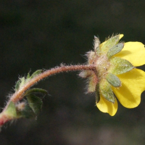 Photographie n°295138 du taxon Potentilla neumanniana Rchb. [1832]