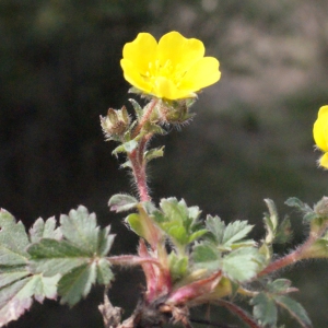 Photographie n°295139 du taxon Potentilla neumanniana Rchb. [1832]