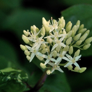 Photographie n°295199 du taxon Cornus sanguinea L.