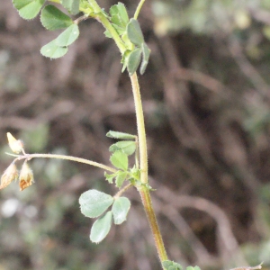 Photographie n°295238 du taxon Medicago minima (L.) L. [1754]