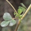  Liliane Roubaudi - Medicago minima (L.) L. [1754]