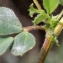  Liliane Roubaudi - Medicago minima (L.) L. [1754]