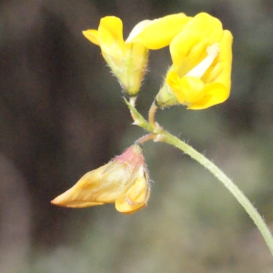 Photographie n°295243 du taxon Medicago minima (L.) L. [1754]