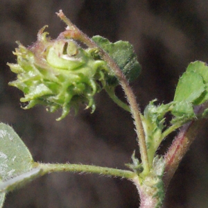 Photographie n°295245 du taxon Medicago minima (L.) L. [1754]