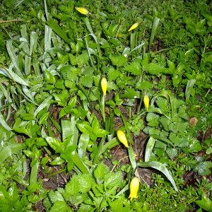 Photographie n°295329 du taxon Tulipa sylvestris L. [1753]