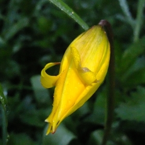 Photographie n°295330 du taxon Tulipa sylvestris L. [1753]