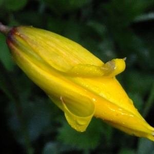 Photographie n°295331 du taxon Tulipa sylvestris L. [1753]