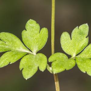 Photographie n°295341 du taxon Adoxa moschatellina L.
