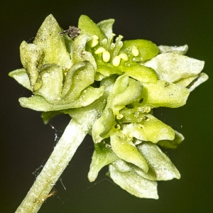 Photographie n°295343 du taxon Adoxa moschatellina L.