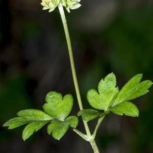 Photographie n°295344 du taxon Adoxa moschatellina L.