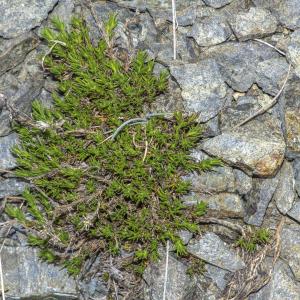 Photographie n°295373 du taxon Minuartia laricifolia subsp. diomedis (Braun-Blanq.) Mattf. [1922]