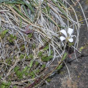 Photographie n°295374 du taxon Minuartia laricifolia subsp. diomedis (Braun-Blanq.) Mattf. [1922]