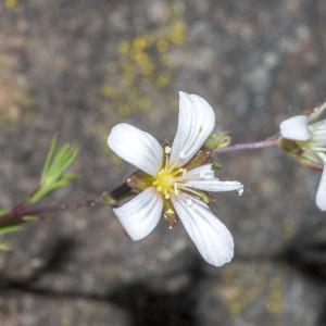 Photographie n°295375 du taxon Minuartia laricifolia subsp. diomedis (Braun-Blanq.) Mattf. [1922]