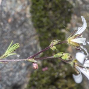 Photographie n°295376 du taxon Minuartia laricifolia subsp. diomedis (Braun-Blanq.) Mattf. [1922]