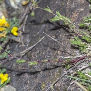 Photographie n°295377 du taxon Minuartia laricifolia subsp. diomedis (Braun-Blanq.) Mattf. [1922]