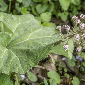 Photographie n°295387 du taxon Petasites hybridus (L.) G.Gaertn., B.Mey. & Scherb.