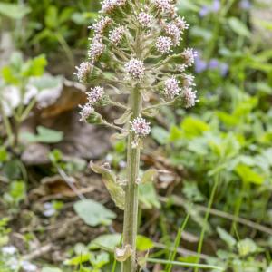 Photographie n°295389 du taxon Petasites hybridus (L.) G.Gaertn., B.Mey. & Scherb.