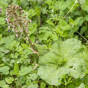 Photographie n°295390 du taxon Petasites hybridus (L.) G.Gaertn., B.Mey. & Scherb.
