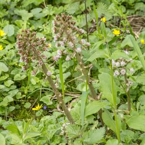 Photographie n°295391 du taxon Petasites hybridus (L.) G.Gaertn., B.Mey. & Scherb.