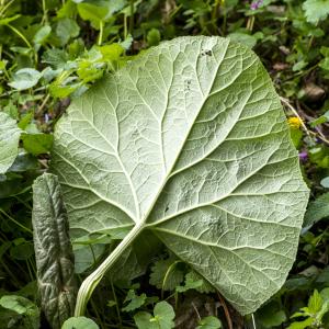 Photographie n°295393 du taxon Petasites hybridus (L.) G.Gaertn., B.Mey. & Scherb.