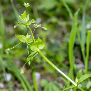 Photographie n°295406 du taxon Stellaria neglecta Weihe [1825]