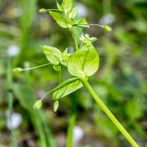 Photographie n°295407 du taxon Stellaria neglecta Weihe [1825]