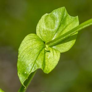 Photographie n°295411 du taxon Stellaria neglecta Weihe [1825]