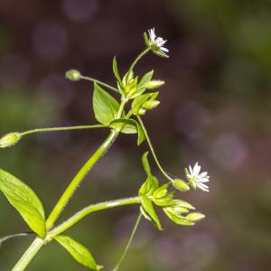 Photographie n°295413 du taxon Stellaria neglecta Weihe [1825]