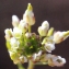  Liliane Roubaudi - Draba muralis L.