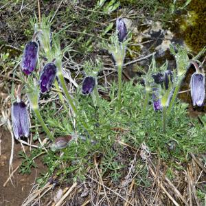 Photographie n°295449 du taxon Anemone pulsatilla L.