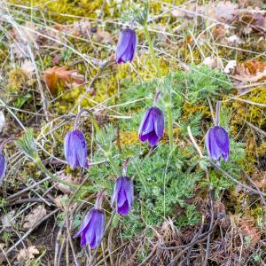 Photographie n°295454 du taxon Anemone pulsatilla L.