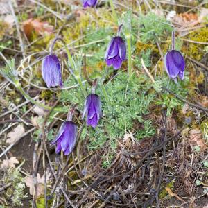 Photographie n°295455 du taxon Anemone pulsatilla L.