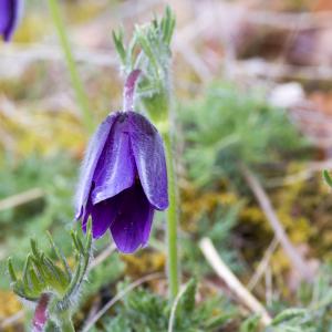 Photographie n°295457 du taxon Anemone pulsatilla L.