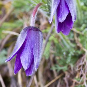 Photographie n°295458 du taxon Anemone pulsatilla L.