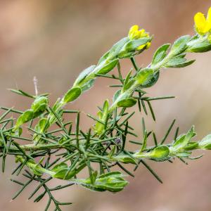 Photographie n°295474 du taxon Genista hispanica L.