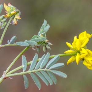 Photographie n°295480 du taxon Hippocrepis comosa L.