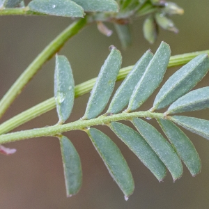 Photographie n°295481 du taxon Hippocrepis comosa L.