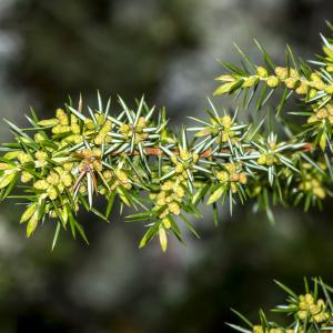 Photographie n°295485 du taxon Juniperus communis L.