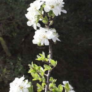 Photographie n°295499 du taxon Pyrus spinosa Forssk. [1775]