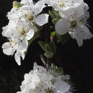 Photographie n°295501 du taxon Pyrus spinosa Forssk. [1775]