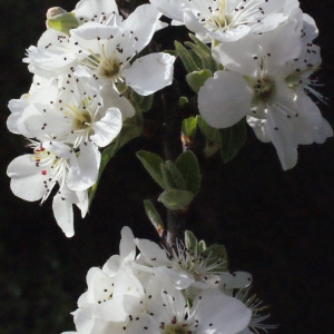 Photographie n°295502 du taxon Pyrus spinosa Forssk. [1775]