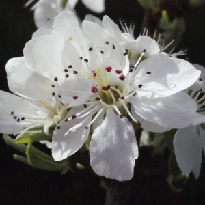 Photographie n°295503 du taxon Pyrus spinosa Forssk. [1775]